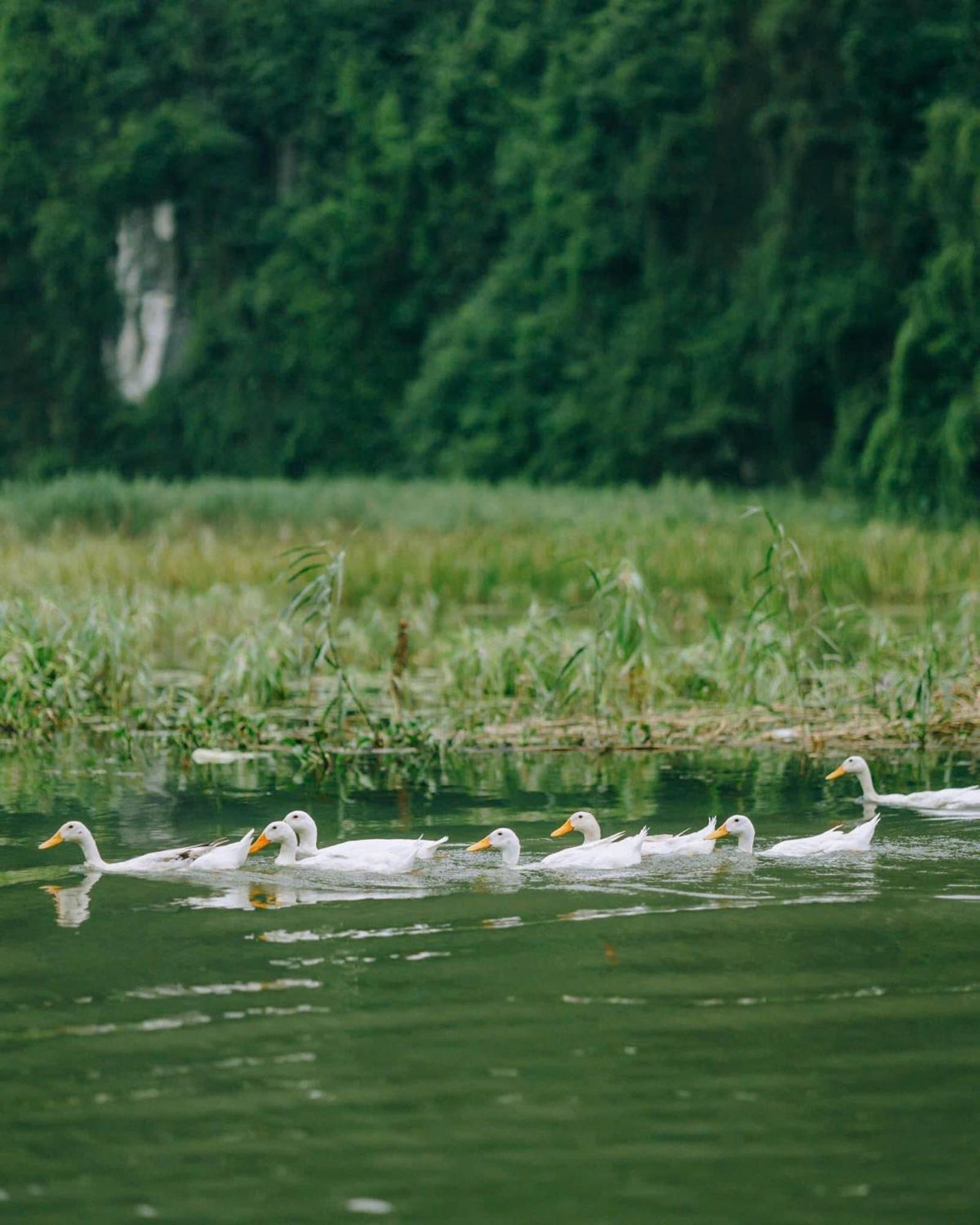 Tam Coc Sana Villa & Homestays Ninh Binh Buitenkant foto